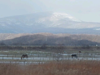 苫小牧周辺 馬と山