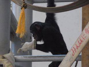 円山動物園／チンパンジー