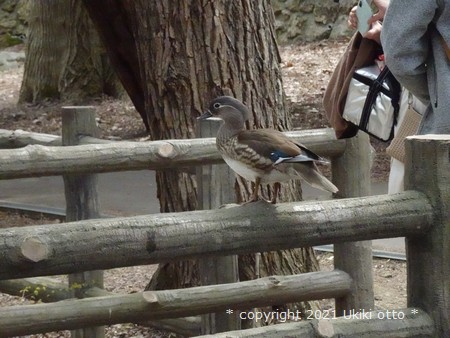 おしどりのメス