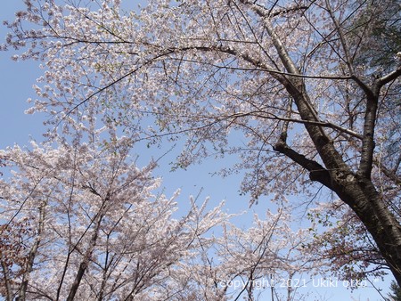 北海道神宮参道／桜