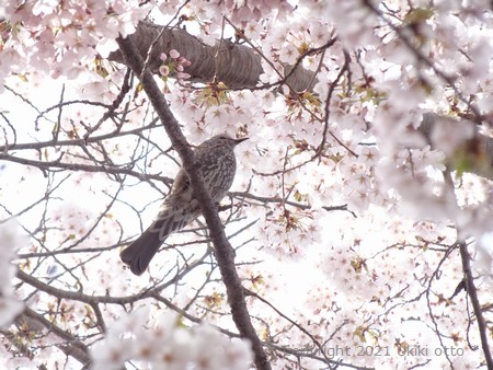 北海道神宮／桜