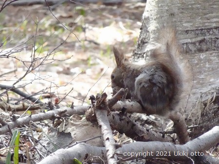 北海道神宮／エゾリス