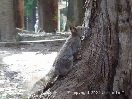 北海道神宮／エゾリス