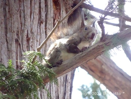 北海道神宮／エゾリス