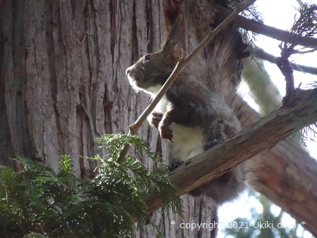 北海道神宮／エゾリス