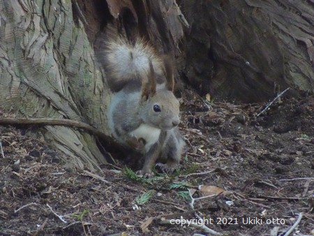 北海道神宮／エゾリス