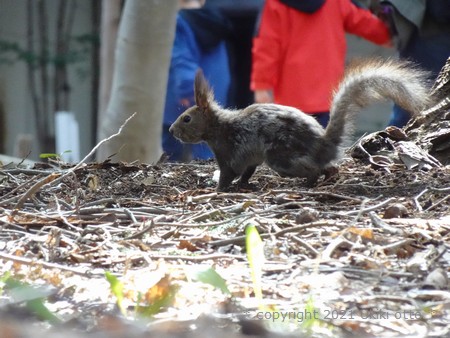 北海道神宮／ヤマガラ