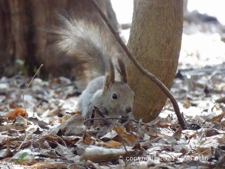 北海道神宮／ヤマガラ