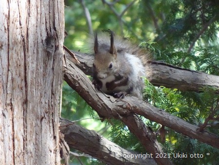 北海道神宮／エゾリス