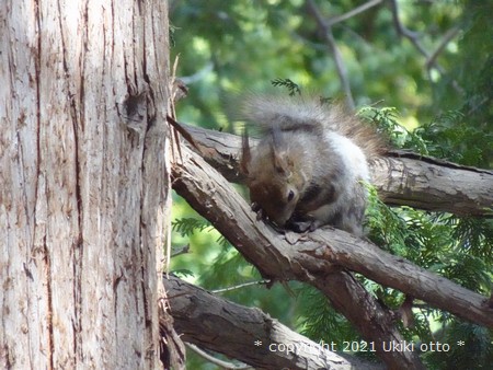 北海道神宮／エゾリス