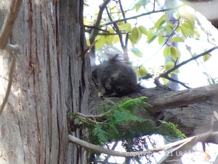 北海道神宮／エゾリス
