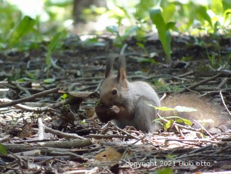 子供のエゾリス