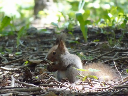 子供のエゾリス