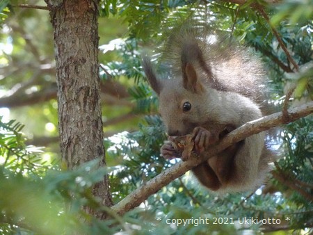 子供のエゾリス