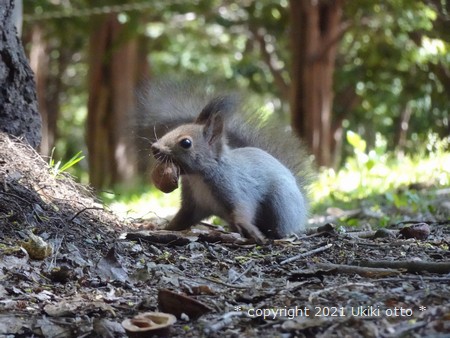 子供のエゾリス