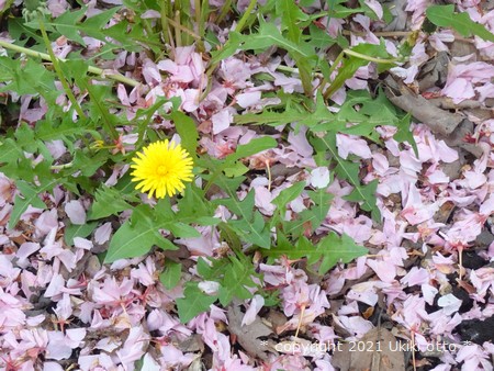 桜の花びらとたんぽぽ