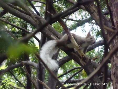 白しっぽ／エゾリス