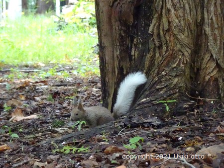 白しっぽ／エゾリス