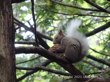 白しっぽ／エゾリス