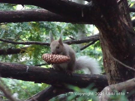 白しっぽ／エゾリス