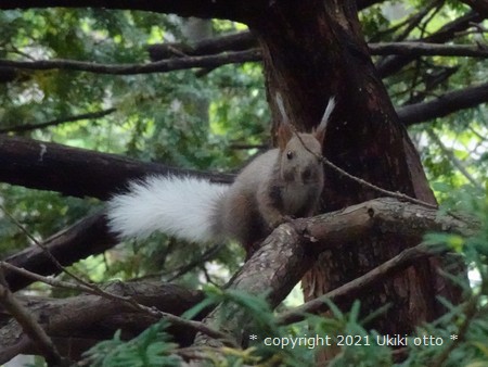 白しっぽ／エゾリス