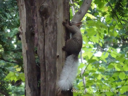 白しっぽ／エゾリス