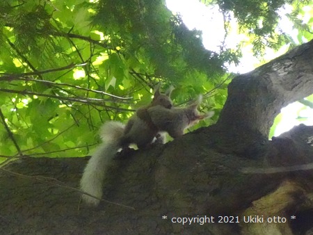 白しっぽ／エゾリス