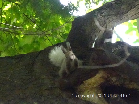 白しっぽ／エゾリス