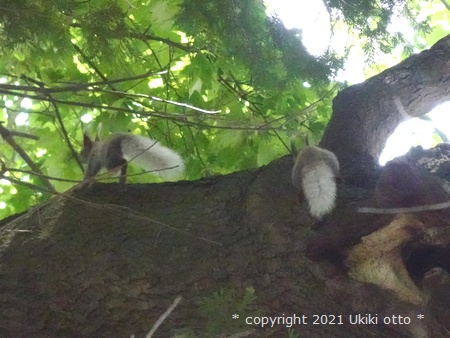 白しっぽ／エゾリス