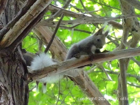 白しっぽ／エゾリス