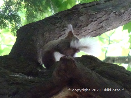 白しっぽ／エゾリス