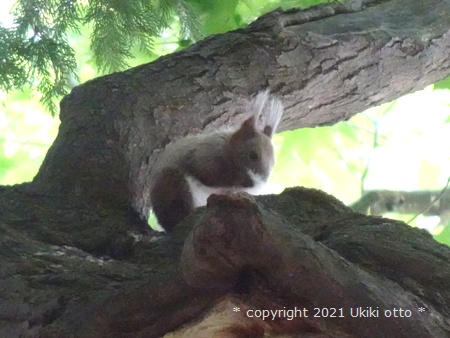 白しっぽ／エゾリス