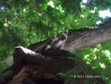 白しっぽ／エゾリス