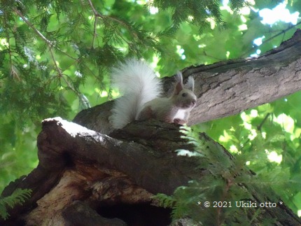 白しっぽ／エゾリス