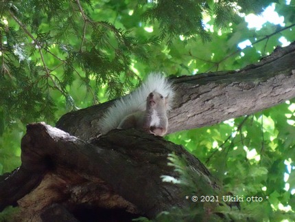 白しっぽ／エゾリス