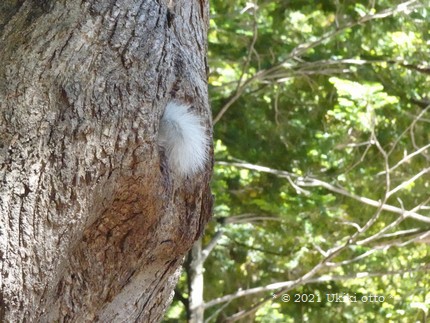 白しっぽ／エゾリス