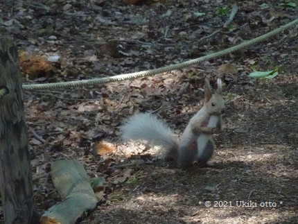 白しっぽ／エゾリス