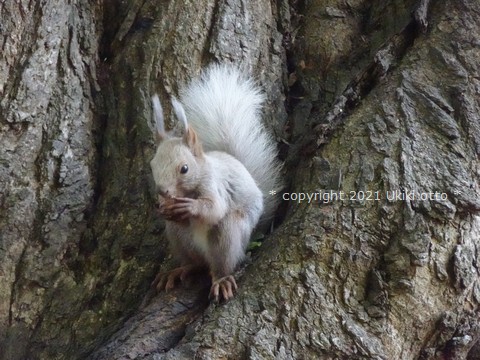 エゾリス／白しっぽ