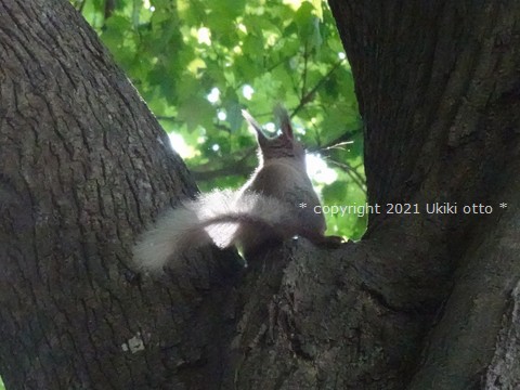 エゾリス／白しっぽ