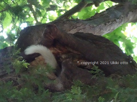 エゾリス／白しっぽ