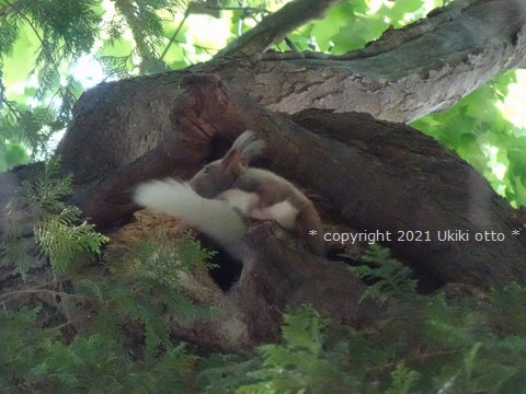 エゾリス／白しっぽ