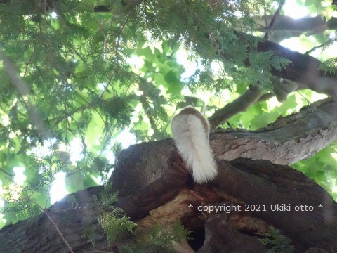 エゾリス／白しっぽ