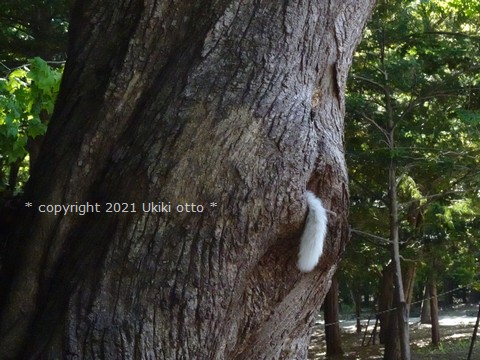 エゾリス／白しっぽ