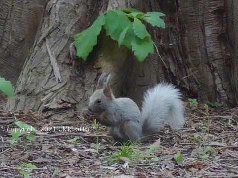白しっぽ／エゾリス