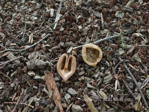 オニグルミと西洋グルミ