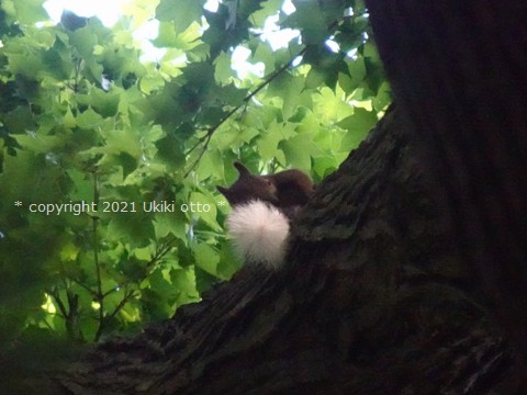 白しっぽ／エゾリス