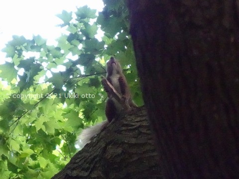 白しっぽ／エゾリス