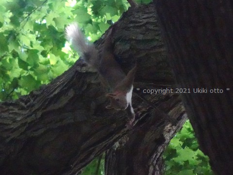 白しっぽ／エゾリス