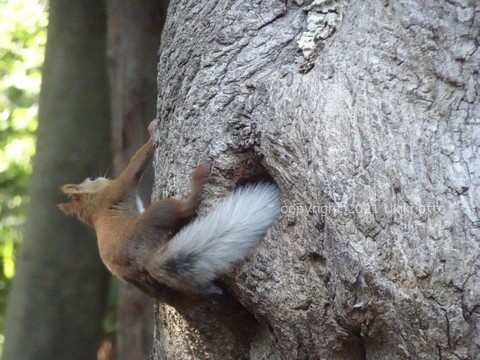 白しっぽ／エゾリス