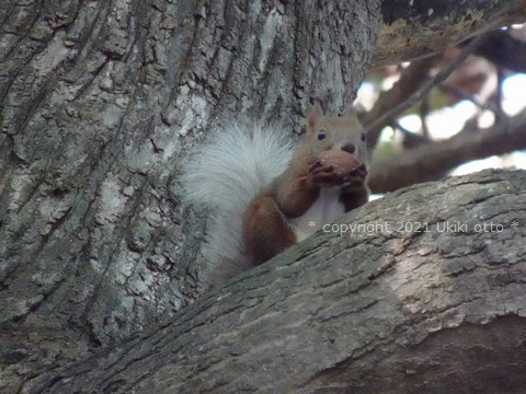 白しっぽ／エゾリス